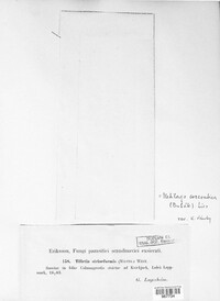 Ustilago striiformis image